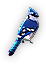 Bluejay