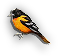 Oriole