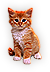 Kitten