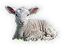 Lamb