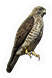 Peregrine Falcon