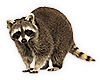 Raccoon