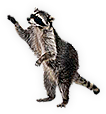 Raccoon