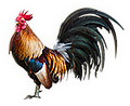 Rooster