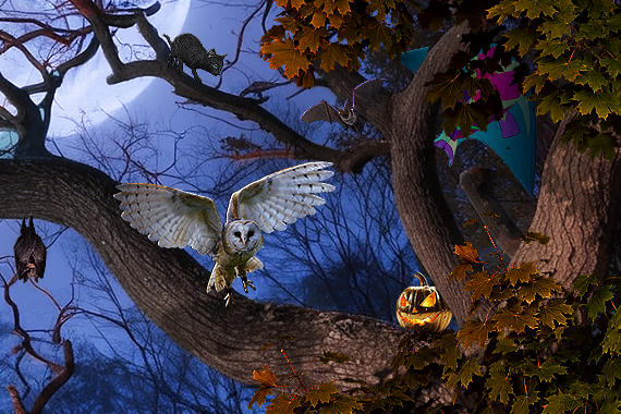 Composite image 5