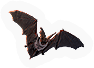 Cats  Bats