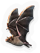 Cats  Bats