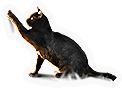 Cats  Bats