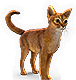 Cats  Bats