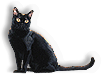 Cats  Bats