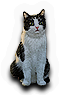 Cats  Bats