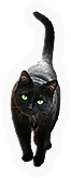 Cats  Bats