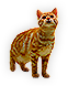 Cats  Bats