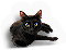 Cats  Bats