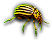 Beetle