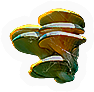 Fungi