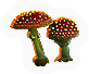 Fungi