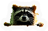 Raccoon