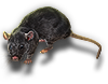 Rat