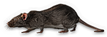 Rat