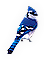 Bluejay