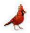 Cardinal