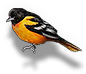 Oriole