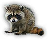 Raccoon