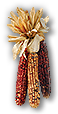 Indian Corn