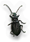 Beetle
