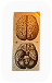 Brain