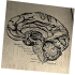 Brain