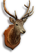 Taxidermy Specimen