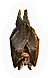 Bat