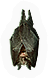 Bat