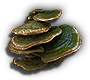 Fungi