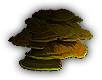 Fungi