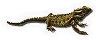 Lizard