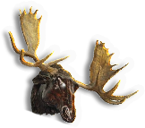 Moose