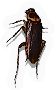 Roach