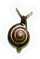 Snail