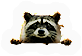 Raccoon