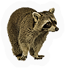Raccoon