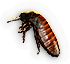 Roach