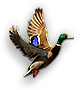 Flying