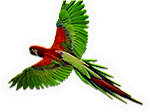 Flying