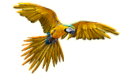 Flying
