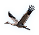 Flying