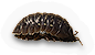 Pill Bug