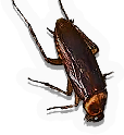 Roach